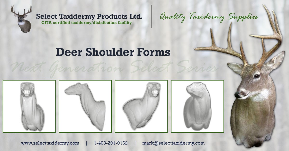 Taxidermy Form Small Antler Mount Bases 4” X 5 ¼” 