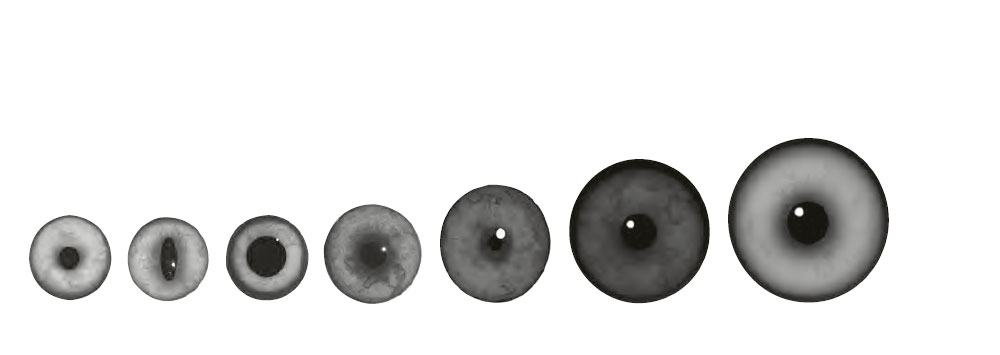 Taxidermy Eye Size Chart